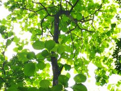 -南宁良凤江国家森林公园