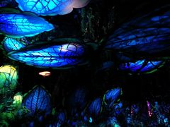 -奥兰多迪士尼动物王国乐园