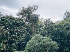 -中国科学院西双版纳热带植物园