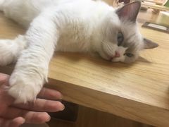-猫和宫(六道口店)