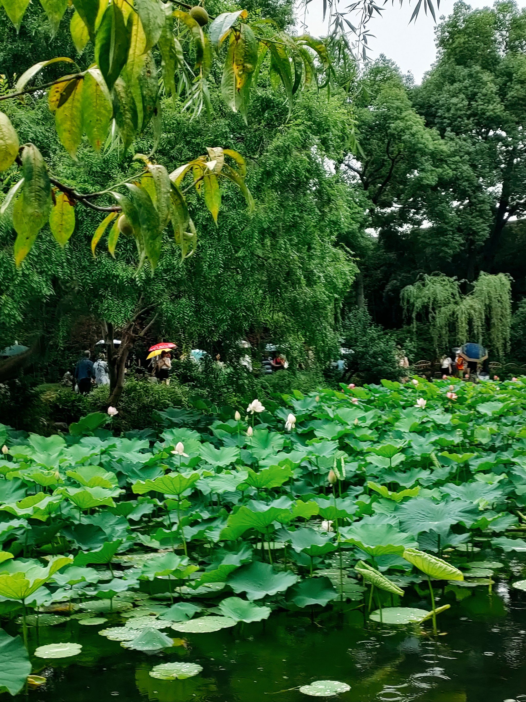 拙政园的这一座桥