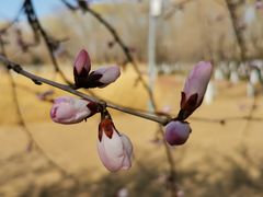 -大兴滨河森林公园