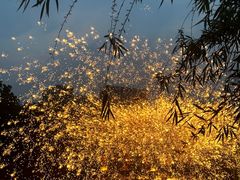 -海合安武汉极地海洋公园