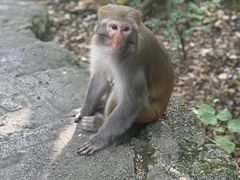 -黔灵山公园