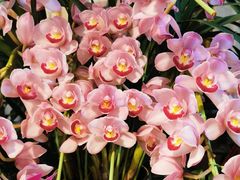 -双季花艺园艺市场(浦东店)