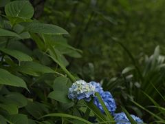 -上海滨江森林公园