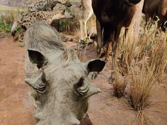 -陕西自然博物馆