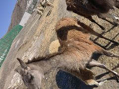 -新疆天山野生动物园