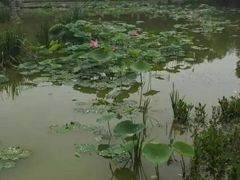 -丰台科技园生态主题公园