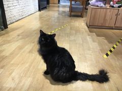 -藏猫猫咖啡主题馆(中央大道店)