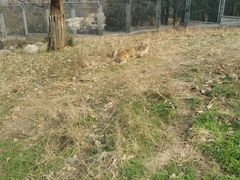 -西安秦岭野生动物园