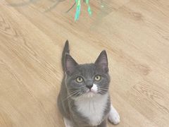 -有喵·猫咖·狗咖·30几只猫10只小狗(岗厦店)