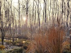 -合肥滨湖国家森林公园