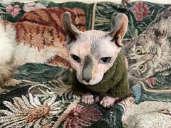 -平行世界·猫咖(首经贸店)