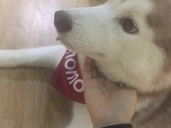 -Husky Go! 哈士奇体验馆·宠物咖啡厅狗咖