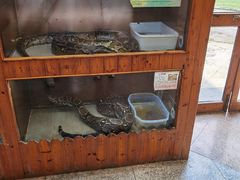 -上海大自然野生昆虫馆(东方明珠·爬宠昆虫探索中心)