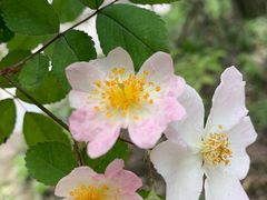 -上海吴淞炮台湾国家湿地公园