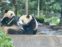 -都江堰中华大熊猫苑