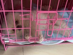 -萌兽医馆·犬猫专科·眼科中心·宠物医院(朝阳门分院)