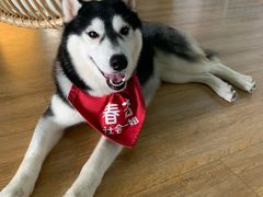 -Husky Go! 哈士奇体验馆·宠物咖啡厅狗咖