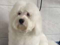 -芭比堂动物医院·24小时·眼科中心(深圳中心)