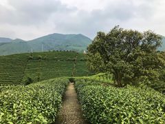 -帐篷客·溪龙茶谷度假酒店