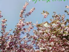 -陈家山荷花公园