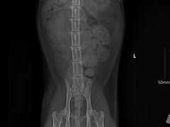 -艾贝尔宠物诊疗