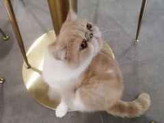 -飞行喵MR PILOT|猫舍·猫咖(静安大融城店)