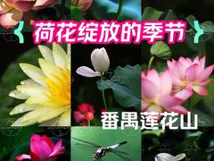 -广州莲花山旅游区