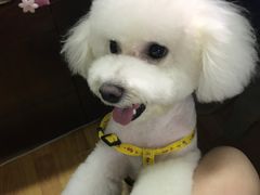 -八公叔叔宠物美容连锁(春申店)