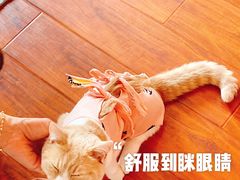 -伟伟宠物医院·CT影像中心·瑞派犬猫综合性门诊(汉口总院)