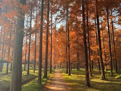 -黄海国家森林公园