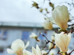 -中国中医科学院西苑医院(本部)