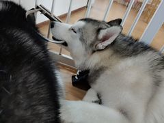 -Husky Go! 哈士奇体验馆·宠物咖啡厅狗咖