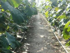 -马陆小张葡萄园农家乐