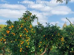 -上海滨江森林公园