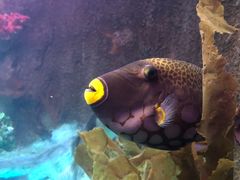 -太平洋海底世界