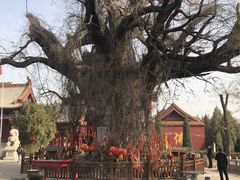 -大槐树寻根祭祖园