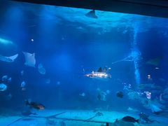 -烟台海昌鲸鲨海洋公园