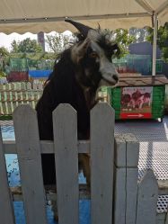 -萌宠亲子动物乐园(槐房万达店)