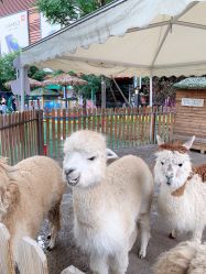 -萌宠亲子动物乐园(槐房万达店)