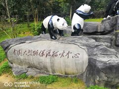 -都江堰中华大熊猫苑