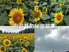 -苏州湾体育公园