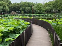 -陈家山荷花公园