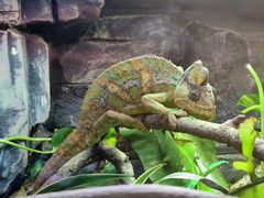 -大连森林动物园