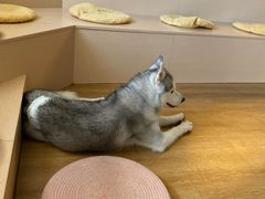 -Husky Go! 哈士奇体验馆·宠物咖啡厅狗咖