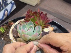 -北京之星奔驰4S店(亦庄店)