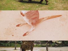 -深圳野生动物园