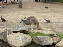 -可伦宾野生动物保护区